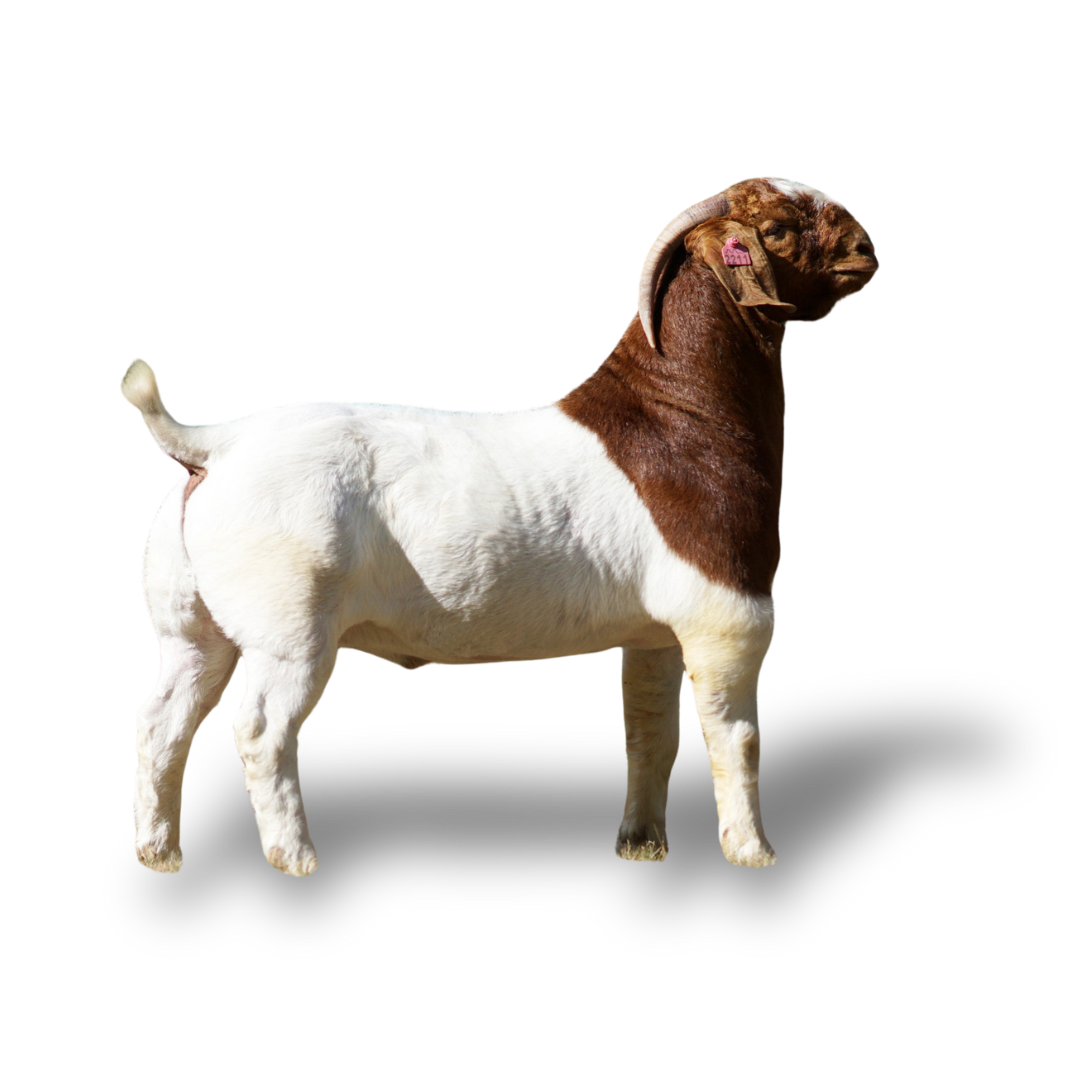 Rumsol Livestock Feeds - High-Quality Feed Solutions – RUMSOL