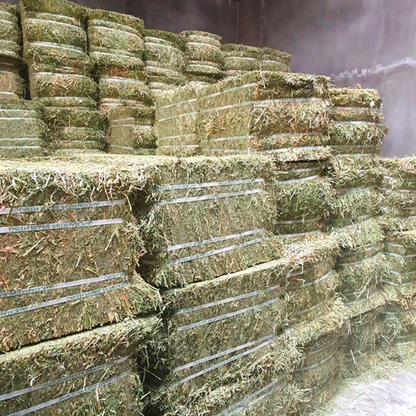 RUMSOL Alfalfa Hay (Bale)