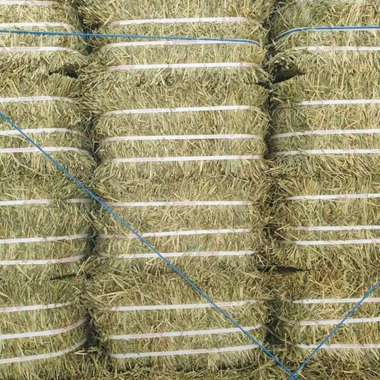 RUMSOL Alfalfa Hay (Bale)